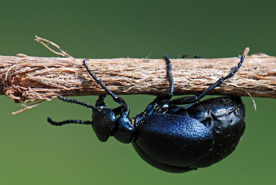 Meloidae: Meloe (Eurymeloe) brevicollis